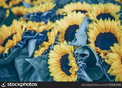 Decorative Sunflowers bunch. Horizontal filtered shot