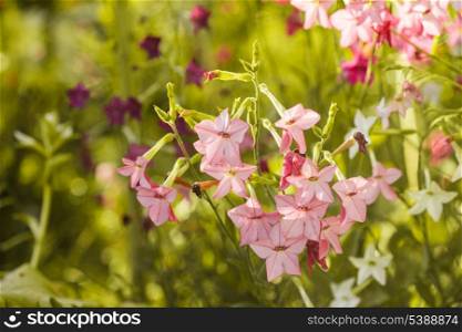 Decorative tobacco flowers on the flowerbed closeup