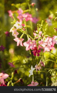 Decorative tobacco flowers on the flowerbed closeup