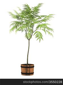 decorative tree in pot isolated on white background