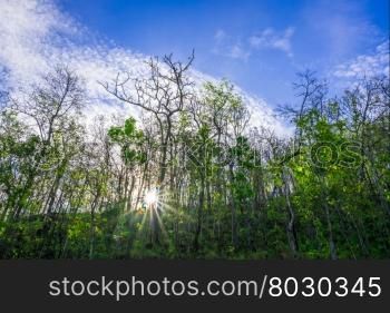 deep dense forest with sunrays shining