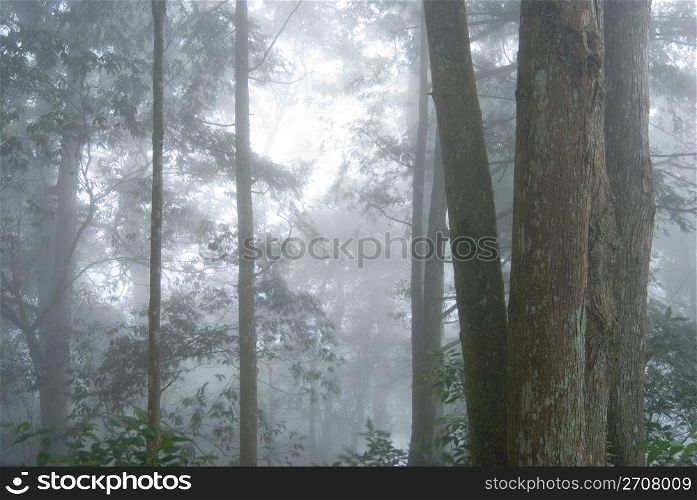 deep fog in natural woodland. pine tree forest.