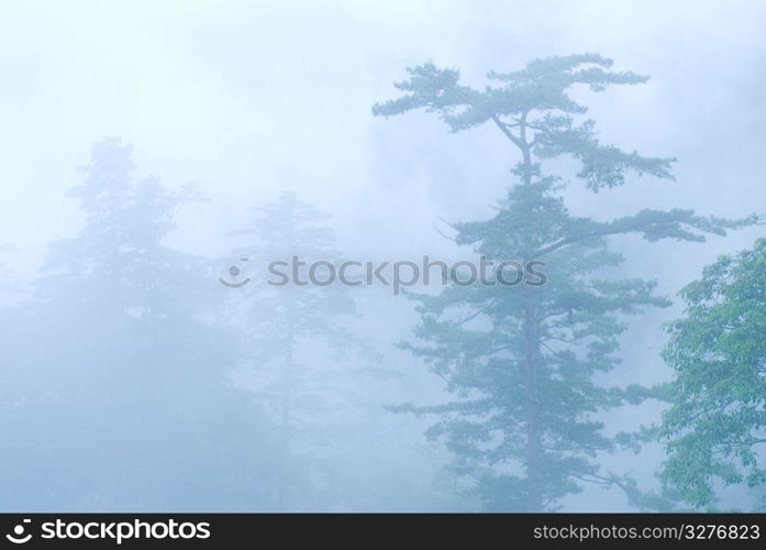 deep fog in natural woodland. pine tree in the forest.