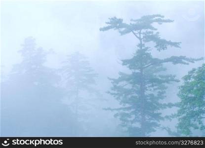 deep fog in natural woodland. pine tree in the forest.