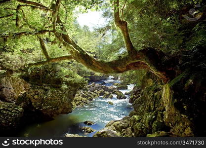 deep forest and river landscape photo