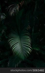 Deep green palm leaves dark forest background