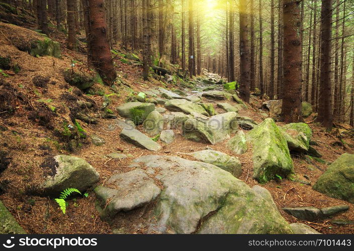 Deep in spruce forest. Nature composition.