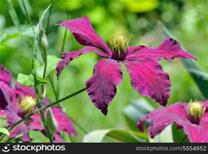 Deep purple clematis flowers in garden