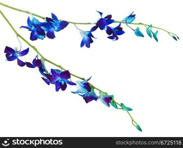deep purple orchid flowers branch on a white background