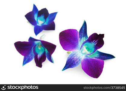 deep purple orchid isolated on a white background