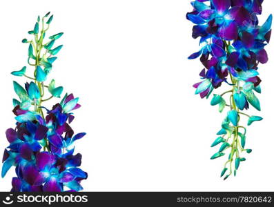 deep purple orchid isolated on a white background