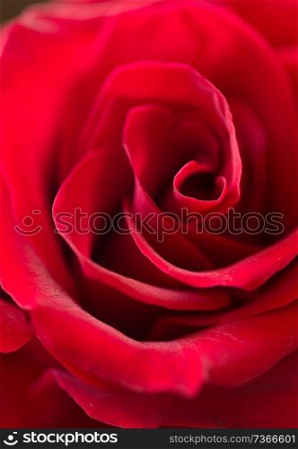 deep red rose  background. macro shot 