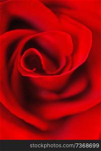 deep red rose background. macro shot