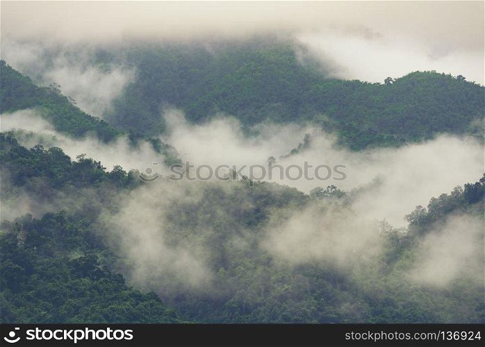 deep tropical forest, canopy tree and fog. nature view of deep tropical forest, canopy tree and fog