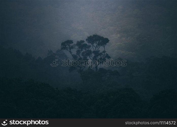 deep tropical forest in the morning