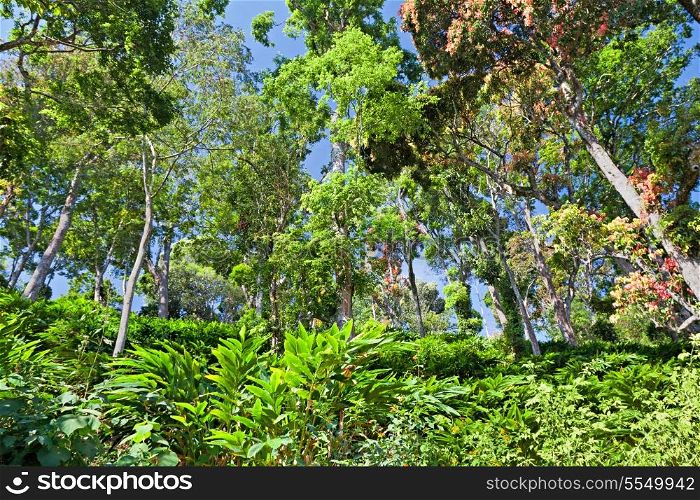 Deep tropical forest, Munnar, India