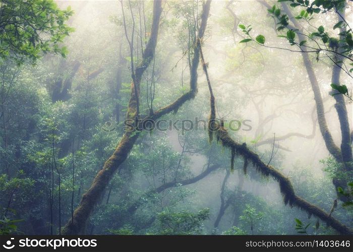 Deep tropical jungles of Southeast Asia in spring