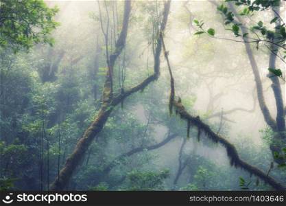 Deep tropical jungles of Southeast Asia in spring
