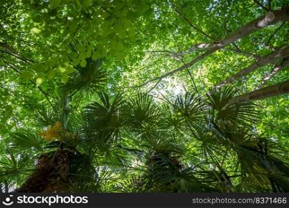 Deep tropical rain forest background. Bottom view. Tropical rain forest background