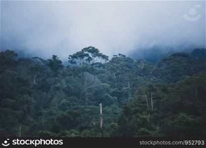 deep tropical rain forest, Thailand