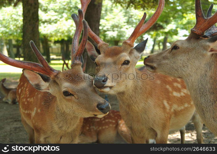 Deer