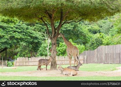 Deer and giraffe under a tree. In the afternoon, the hot sun. Within the area of the zoo.