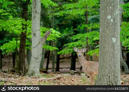 Deer at forest, Michigan, USA