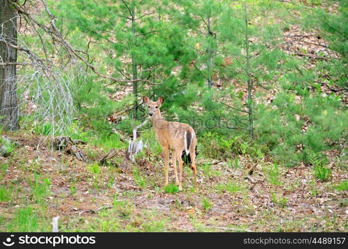 Deer at forest, Michigan, USA