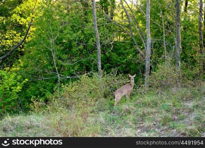 Deer at forest, Michigan, USA