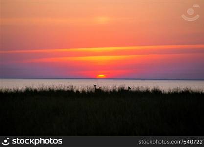 Deer at sunset in the reserve on the island Biryuchiy. Sea of Azov. Fedotov Spit. Ukraine