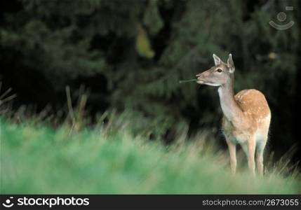 Deer chewing grass, Bavaria