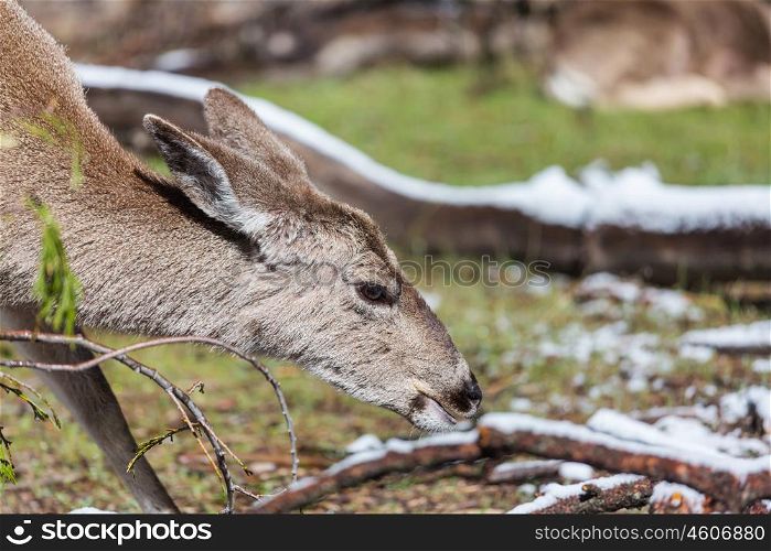 Deer. Deer in green forest, USA