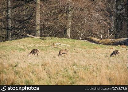 Deer eating grass in spring. Deer eating grass in spring in a glade or clearing of a forest