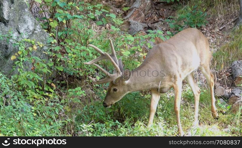 Deer eating on a rocky hill