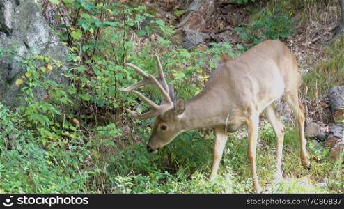 Deer eating on a rocky hill