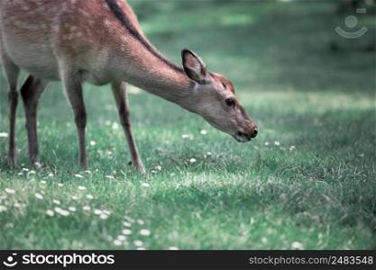 Deer eats grass on the lawn in woods, Denmark Europe