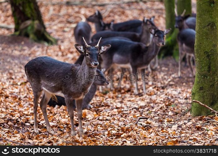 Deer family.