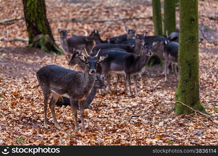 Deer family.