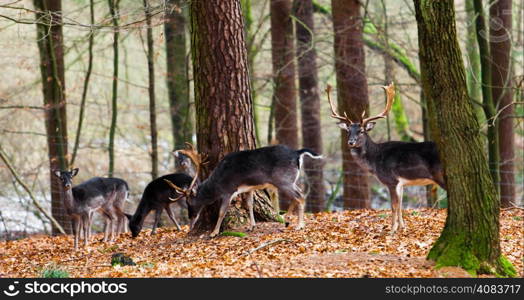 Deer family