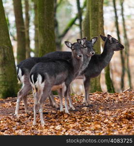 Deer family