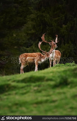 Deer Grazing near the Forest on the Slope of a Hill. Deers near the Forest