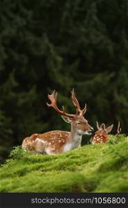 Deer Grazing near the Forest on the Slope of a Hill. Deers near the Forest