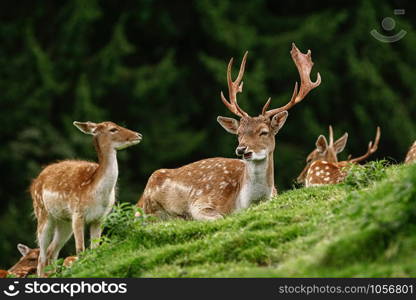Deer Grazing near the Forest on the Slope of a Hill. Deers near the Forest