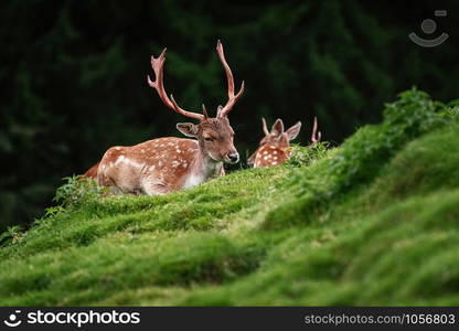 Deer Grazing near the Forest on the Slope of a Hill. Deers near the Forest