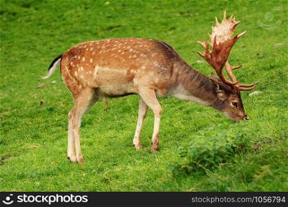 Deer Grazing on the Slope of a Hill