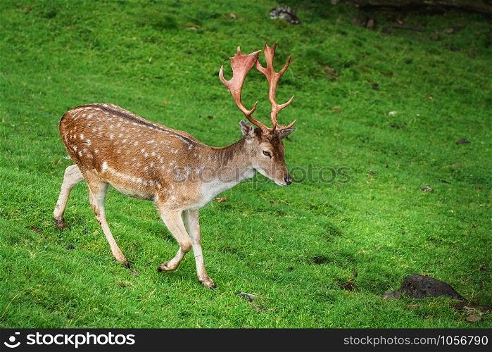 Deer Grazing on the Slope of a Hill. Deer Grazing on the Grass