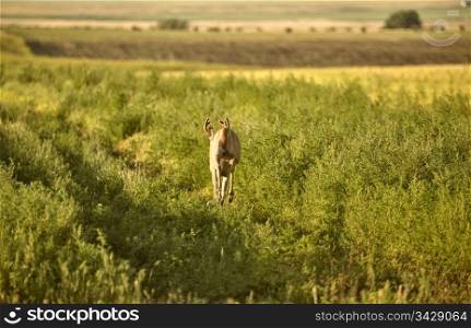 Deer in a field in Saskatchewan Canada Sunlight