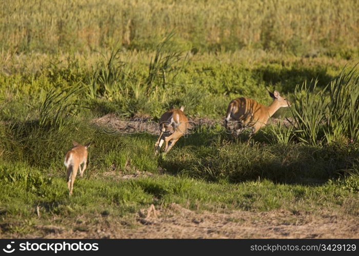 Deer in a field in Saskatchewan Canada Sunlight