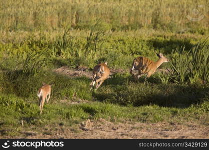 Deer in a field in Saskatchewan Canada Sunlight