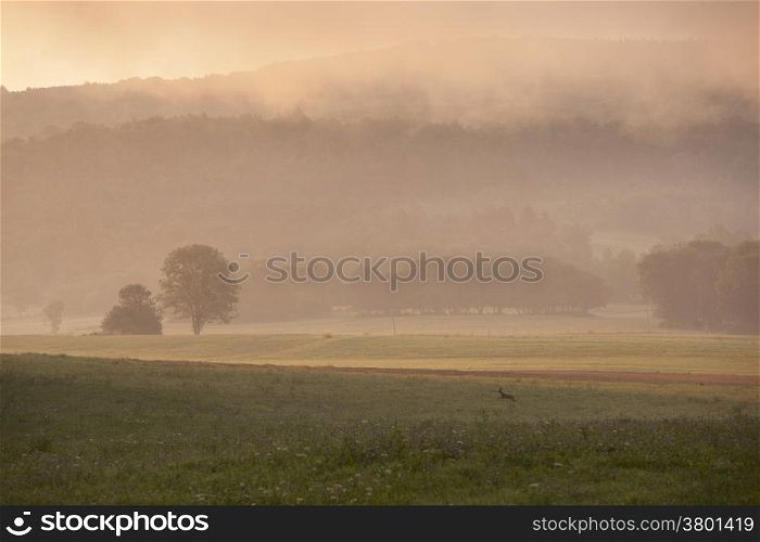deer in field in the French Jura region in morning mist